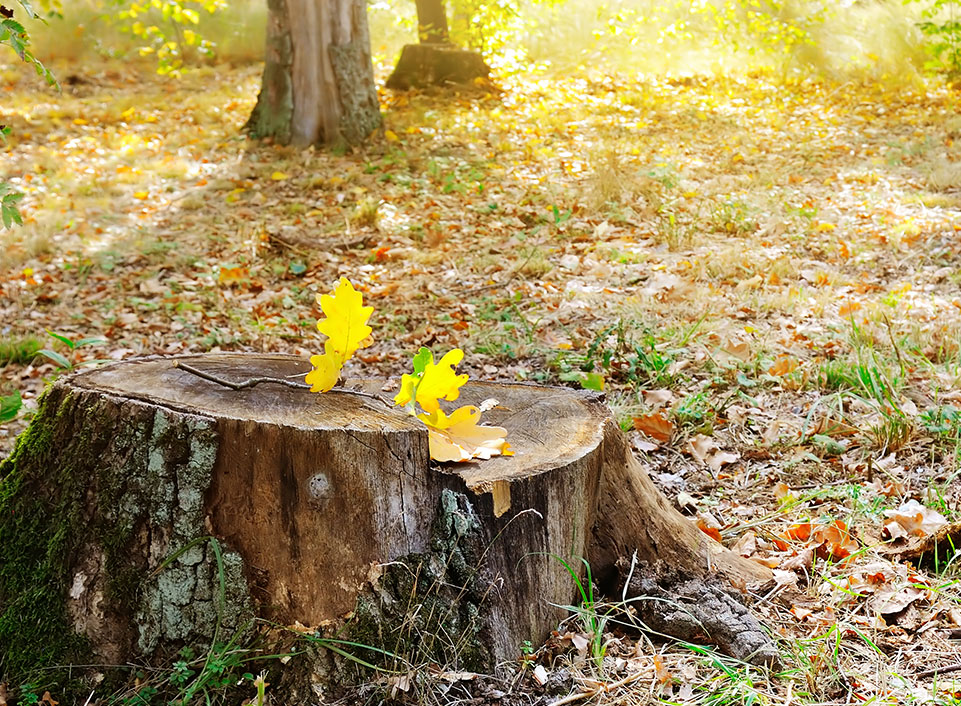 Stump With Leaves